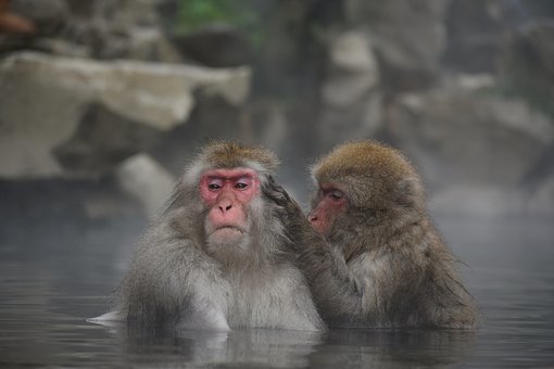 animal-3892151__340.jpg