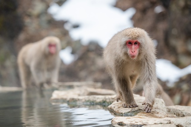 snow-monkey-4820460_1920.jpg